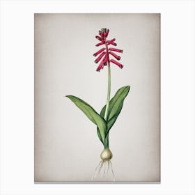 Vintage Lachenalia Pendula Botanical on Parchment n.0061 Canvas Print