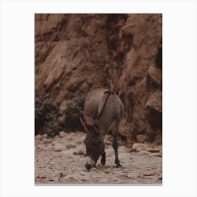 Desert Burro Canvas Print