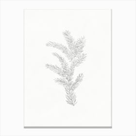 Fir Branch Pencil Sketch Canvas Print