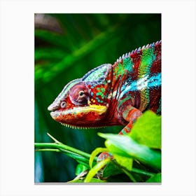 A Resplendent Vibrant Chameleon Basking Under The Sun In Its Natural Habitat The Intricacies Of It Canvas Print