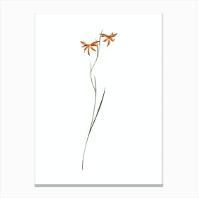 Vintage Gladiolus Watsonius Botanical Illustration on Pure White Canvas Print