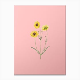Vintage Perennial Dyer's Coreopsis Flower Botanical on Soft Pink n.0433 Canvas Print