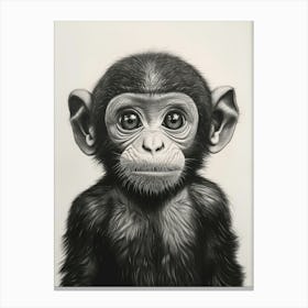 Chimpanzee Baby Canvas Print