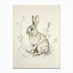 Mini Rex Rabbit Drawing 3 Canvas Print