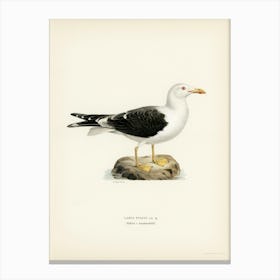 Lesser Blak Backed Gull, The Von Wright Brothers Canvas Print