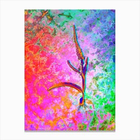 Ixia Plantaginea Botanical in Acid Neon Pink Green and Blue n.0285 Canvas Print