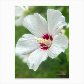 Rose Of Sharon Canvas Print