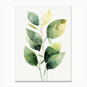 Watercolor Leaves 16 Canvas Print