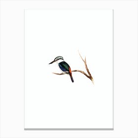 Vintage Red Backed Halcyon Bird Illustration on Pure White n.0207 Canvas Print