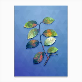 Vintage Eared Willow Botanical Art on Blue Perennial n.0939 Canvas Print