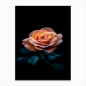 Orange Rose 17 Canvas Print