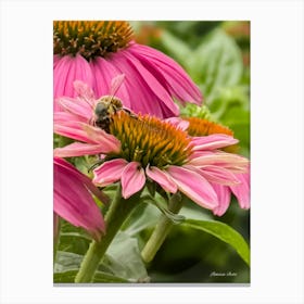 Bee On Echinacea Canvas Print