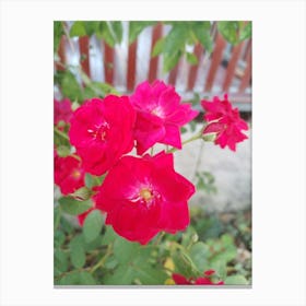 Red Roses Canvas Print