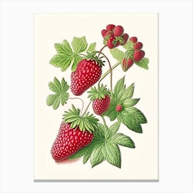 Wild Strawberries, Plant, Vintage Botanical Drawing Canvas Print
