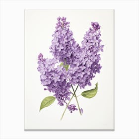 Lilacs Flower Vintage Botanical 0 Canvas Print