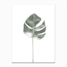 Tropical Monstera Leaf Canvas Print