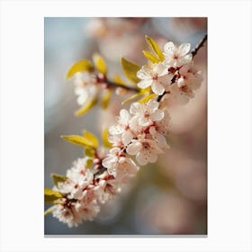 Cherry Blossoms 48 Canvas Print