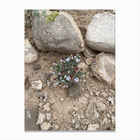 Small Flower Growing Among Rocks Canvas Print