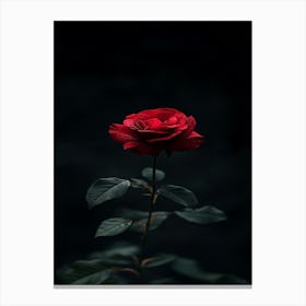 Dark Rose 155 Canvas Print