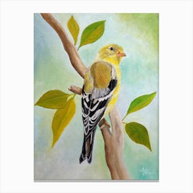 Pretty American Goldfinch Canvas Print