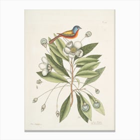 Bird On A Flower Canvas Print