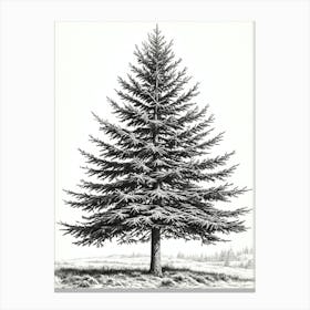 Fir Tree Pencil Sketch Ultra Detailed 7 Canvas Print