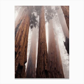 Foggy Redwood Forest Canvas Print