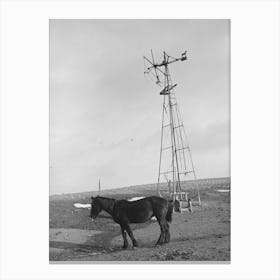 Untitled Photo, Possibly Related To Blind Horse And Broken Windmill On Glen Cook S Farm Near Smithland, Iowa By Canvas Print