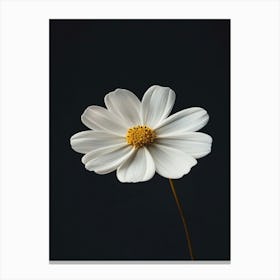 White Daisy 6 Canvas Print