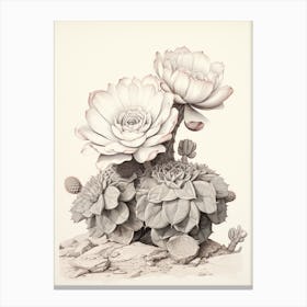 Vintage Cactus Illustration Acanthocalycium Cactus B&W Canvas Print