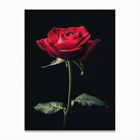 Red Rose On Black Background 26 Canvas Print