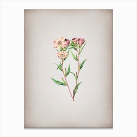 Vintage Pale Corona Amaryllis Botanical on Parchment n.0674 Canvas Print