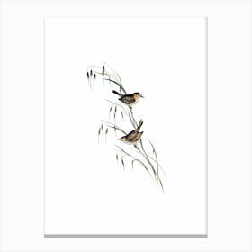 Vintage Field Reed Lark Bird Illustration on Pure White n.0068 Canvas Print