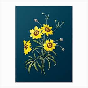 Vintage Coreopsis Elegans Botanical Art on Teal Blue n.0704 Canvas Print