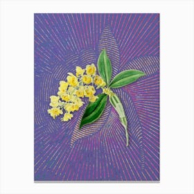 Vintage Dense Flowered Dendrobium Botanical Illustration on Veri Peri n.0948 Canvas Print