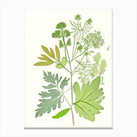 Lovage Spices And Herbs Pencil Illustration 1 Canvas Print