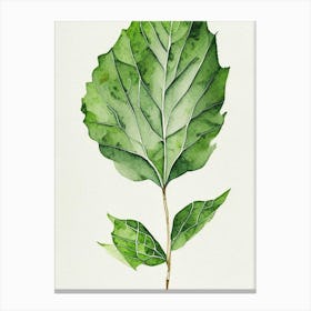 Wild Lettuce Leaf Minimalist Watercolour 1 Canvas Print