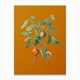 Vintage Peach Botanical on Sunset Orange n.0170 Canvas Print