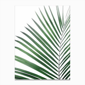 Palm Leaf Green Canvas Print