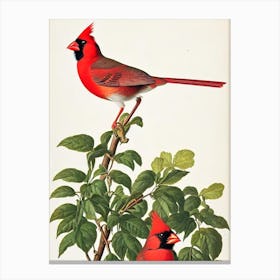 Northern Cardinal James Audubon Vintage Style Bird Canvas Print