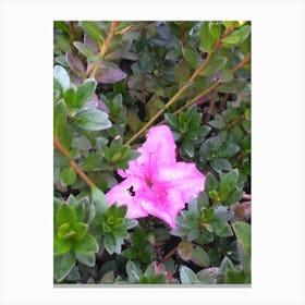 Floral Garden in Kodaikanal, India. Photograph 20 Canvas Print