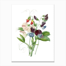 Vintage Sweet Pea Botanical Illustration on Pure White n.0829 Canvas Print