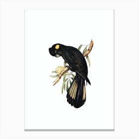 Vintage Yellow Tailed Black Cockatoo Bird Illustration on Pure White Canvas Print