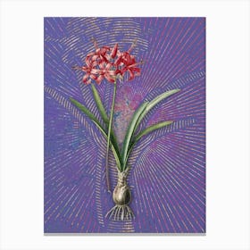 Vintage Guernsey Lily Botanical Illustration on Veri Peri n.0707 Canvas Print