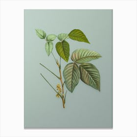 Vintage Eastern Poison Ivy Botanical Art on Mint Green n.0878 Canvas Print