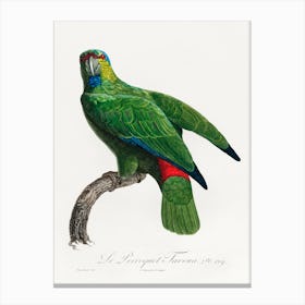 The Festive Amazon From Natural History Of Parrots, Francois Levaillant Canvas Print