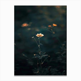 Single Flower In The Dark 50 Canvas Print