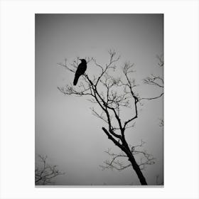 Crow In The Tree Canvas Print