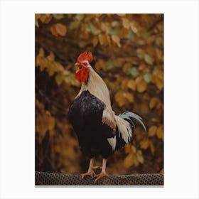 Autumn Rooster Canvas Print