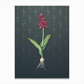 Vintage Lachenalia Pendula Botanical on Slate Gray Pattern n.1365 Canvas Print